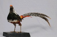 銀雞藏品圖，第5張